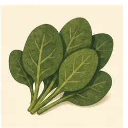 Baby Spinach