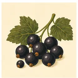 Black Currant