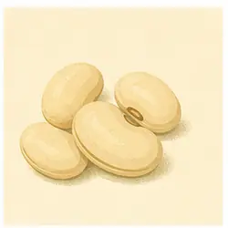 Butter Bean