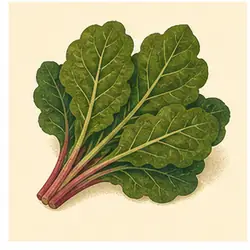 Callaloo Leaves