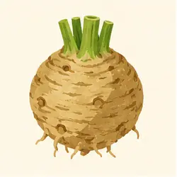 Celeriac