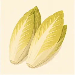 Endive