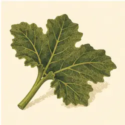 Fluted Pumpkin Leaves