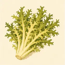 Frisée