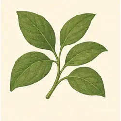 Jambu