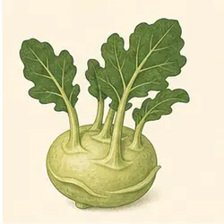 Kohlrabi