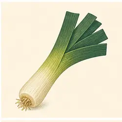 Leek