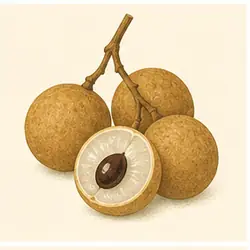 Longan