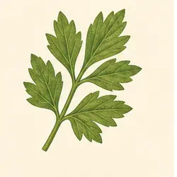 Lovage
