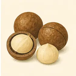Macadamia Nuts