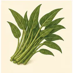 Water Spinach