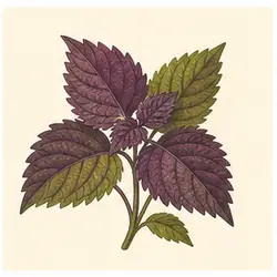 Perilla