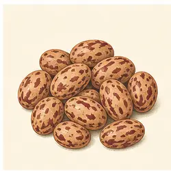 Pinto Beans
