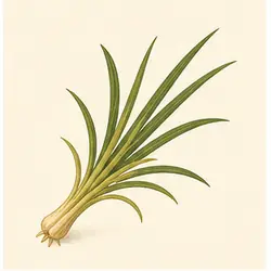 Rice Paddy Herb