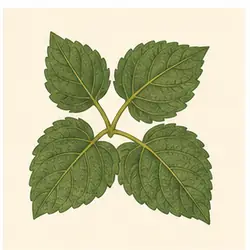 Scent Leaf