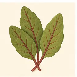 Sorrel