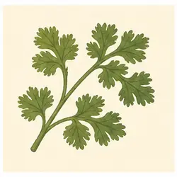 Vietnamese Coriander